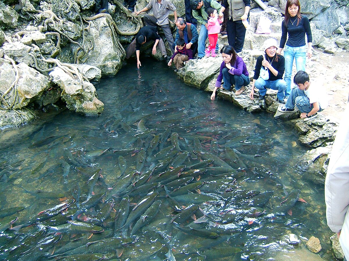 Thần Fish Stream in Thanh Hóa